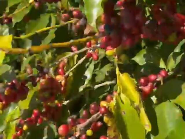 #415 - Chácara para Venda em Siqueira Campos - PR
