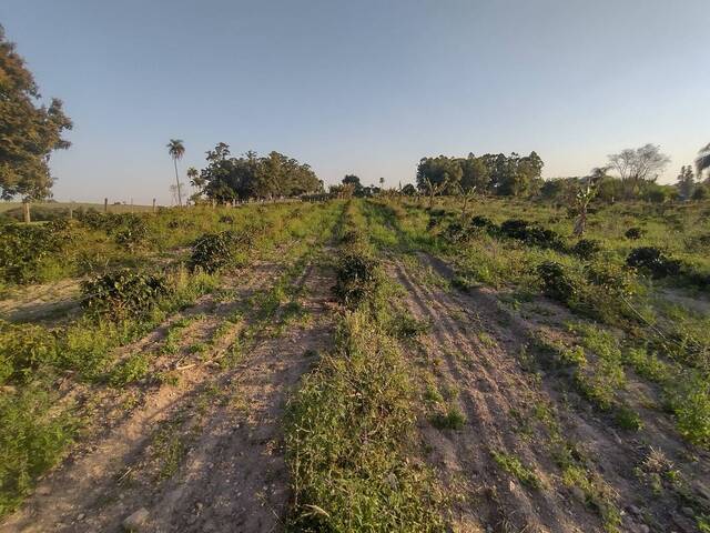 #451 - Chácara para Venda em Joaquim Távora - PR - 2